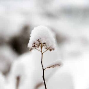 Paisagem de inverno